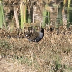 Porzana fluminea at Fyshwick, ACT - 22 Oct 2023