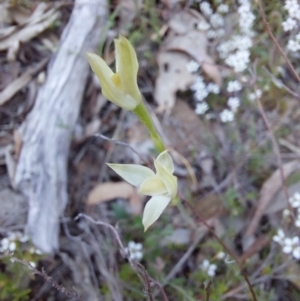 Caladenia sp. at Canberra Central, ACT - suppressed