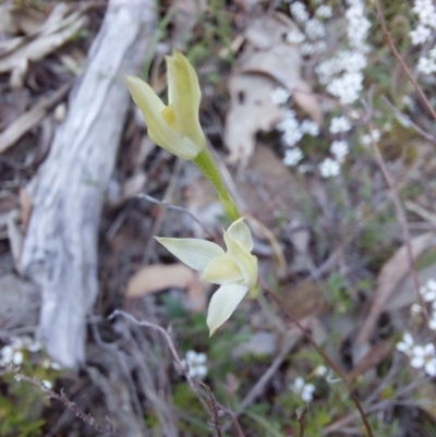 Caladenia sp. (A Caladenia) at Black Mountain - 21 Oct 2023 by Venture