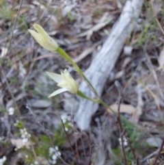 Caladenia sp. at Canberra Central, ACT - 21 Oct 2023