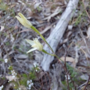 Caladenia sp. at Canberra Central, ACT - suppressed