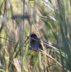 Neochmia temporalis (Red-browed Finch) at Fyshwick, ACT - 22 Oct 2023 by JimL