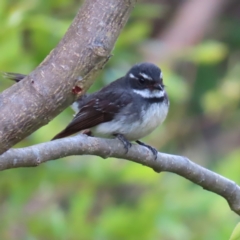 Rhipidura albiscapa (Grey Fantail) at Braidwood, NSW - 21 Oct 2023 by MatthewFrawley