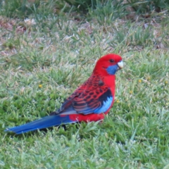 Platycercus elegans (Crimson Rosella) at Braidwood, NSW - 21 Oct 2023 by MatthewFrawley