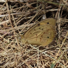 Heteronympha merope (Common Brown Butterfly) at Braidwood, NSW - 22 Oct 2023 by MatthewFrawley