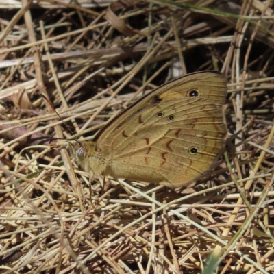Heteronympha merope (Common Brown Butterfly) at QPRC LGA - 22 Oct 2023 by MatthewFrawley