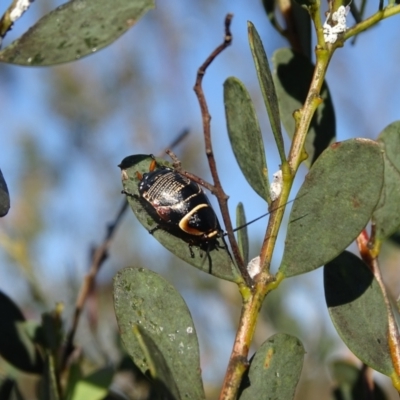 Ellipsidion australe (Austral Ellipsidion cockroach) at Isaacs Ridge and Nearby - 20 Oct 2023 by Mike