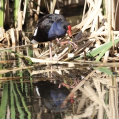 Porphyrio melanotus (Australasian Swamphen) at Fyshwick, ACT - 22 Oct 2023 by JimL