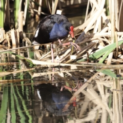 Porphyrio melanotus (Australasian Swamphen) at Jerrabomberra Wetlands - 21 Oct 2023 by JimL