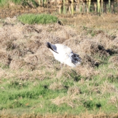 Threskiornis molucca (Australian White Ibis) at Fyshwick, ACT - 22 Oct 2023 by JimL
