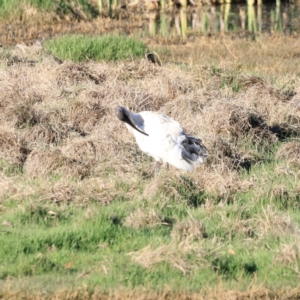 Threskiornis molucca at Fyshwick, ACT - 22 Oct 2023