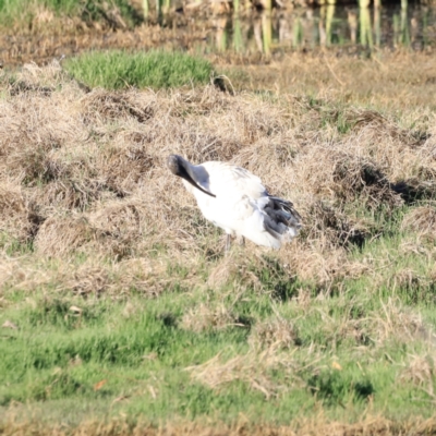 Threskiornis molucca (Australian White Ibis) at Fyshwick, ACT - 21 Oct 2023 by JimL