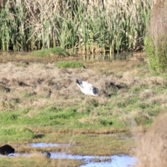 Threskiornis molucca at Fyshwick, ACT - 22 Oct 2023