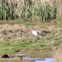 Threskiornis molucca at Fyshwick, ACT - 22 Oct 2023