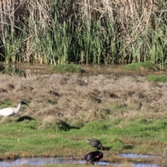 Threskiornis molucca at Fyshwick, ACT - 22 Oct 2023