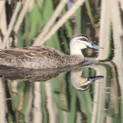 Anas superciliosa (Pacific Black Duck) at Fyshwick, ACT - 21 Oct 2023 by JimL