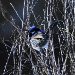 Malurus cyaneus at Fyshwick, ACT - 22 Oct 2023