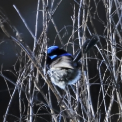 Malurus cyaneus at Fyshwick, ACT - 22 Oct 2023