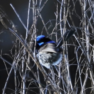 Malurus cyaneus at Fyshwick, ACT - 22 Oct 2023