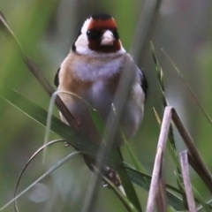 Carduelis carduelis (European Goldfinch) at Fyshwick, ACT - 22 Oct 2023 by JimL