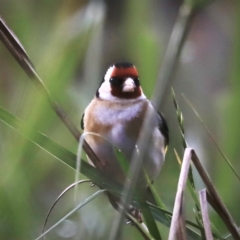 Carduelis carduelis at Fyshwick, ACT - 22 Oct 2023