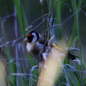 Carduelis carduelis at Fyshwick, ACT - 22 Oct 2023