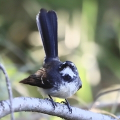 Rhipidura albiscapa (Grey Fantail) at Fyshwick, ACT - 21 Oct 2023 by JimL