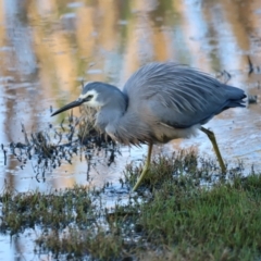 Egretta novaehollandiae (White-faced Heron) at Fyshwick, ACT - 21 Oct 2023 by JimL