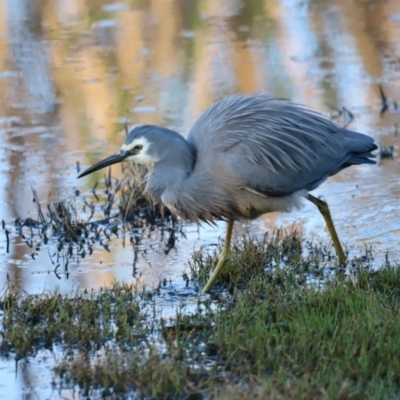 Egretta novaehollandiae (White-faced Heron) at Fyshwick, ACT - 22 Oct 2023 by JimL