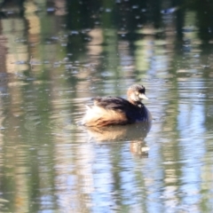 Tachybaptus novaehollandiae (Australasian Grebe) at Fyshwick, ACT - 22 Oct 2023 by JimL