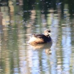 Tachybaptus novaehollandiae (Australasian Grebe) at Fyshwick, ACT - 21 Oct 2023 by JimL