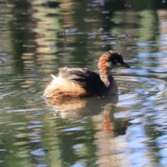 Tachybaptus novaehollandiae at Fyshwick, ACT - 22 Oct 2023