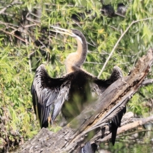 Anhinga novaehollandiae at Fyshwick, ACT - 22 Oct 2023