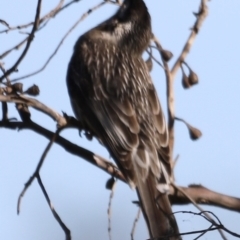 Anthochaera carunculata (Red Wattlebird) at Fyshwick, ACT - 22 Oct 2023 by JimL