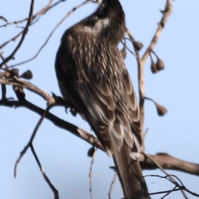 Anthochaera carunculata (Red Wattlebird) at Jerrabomberra Wetlands - 21 Oct 2023 by JimL