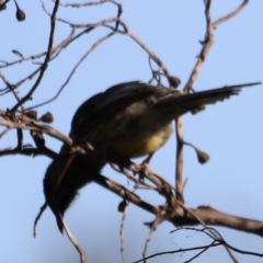 Anthochaera carunculata at Fyshwick, ACT - 22 Oct 2023