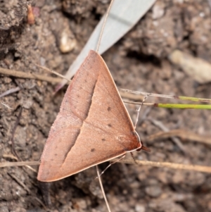 Epidesmia chilonaria at Penrose, NSW - 18 Oct 2023