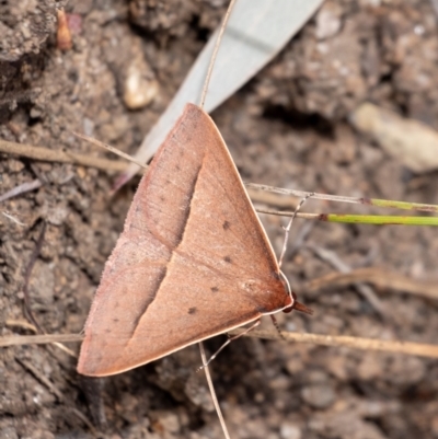 Epidesmia chilonaria (Golden-winged Epidesmia) at Penrose - 18 Oct 2023 by Aussiegall