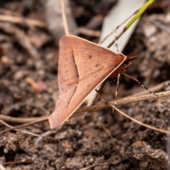 Epidesmia chilonaria at Penrose, NSW - suppressed