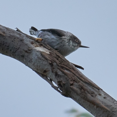 Daphoenositta chrysoptera (Varied Sittella) at Woodstock Nature Reserve - 22 Oct 2023 by MichaelJF