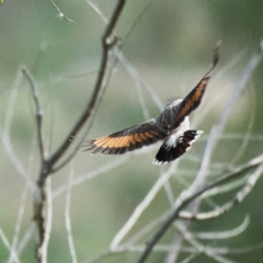Daphoenositta chrysoptera at Coree, ACT - 22 Oct 2023