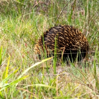 Tachyglossus aculeatus (Short-beaked Echidna) at Wingecarribee Local Government Area - 18 Oct 2023 by Aussiegall