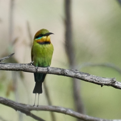 Merops ornatus (Rainbow Bee-eater) at Uriarra Recreation Reserve - 22 Oct 2023 by MichaelJF