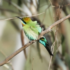 Merops ornatus at Coree, ACT - 22 Oct 2023 04:10 PM