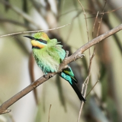 Merops ornatus at Coree, ACT - 22 Oct 2023 04:10 PM