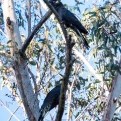 Zanda funerea (Yellow-tailed Black-Cockatoo) at Wingecarribee Local Government Area - 18 Oct 2023 by Aussiegall