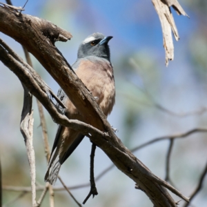 Artamus superciliosus at Coree, ACT - 22 Oct 2023