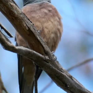 Artamus superciliosus at Coree, ACT - 22 Oct 2023