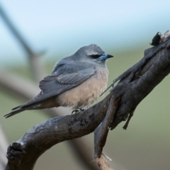 Artamus superciliosus at Coree, ACT - 22 Oct 2023