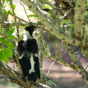 Gymnorhina tibicen at Penrose, NSW - 19 Oct 2023